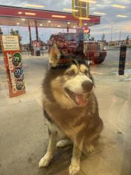 Found/Stray Unknown Dog last seen Caseys 69th and Cliff, Sioux Falls, SD 57108