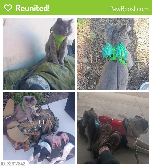 Reunited Male Cat last seen Beach St, Oakland, CA 94608