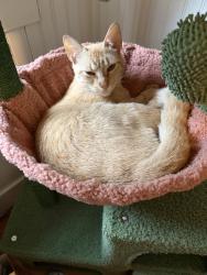 Reunited Female Cat last seen 1st Floor Parking Garage between section B and C, Windsor Locks, CT 06096