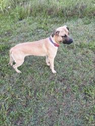 Found/Stray Male Dog last seen Near county road 1073, Greenville, TX 75401