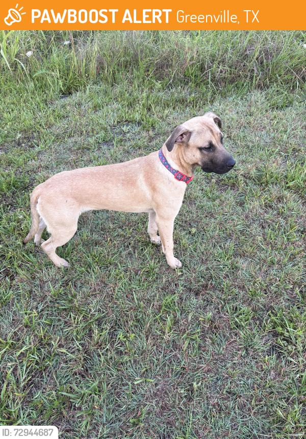 Found/Stray Male Dog last seen Near county road 1073, Greenville, TX 75401