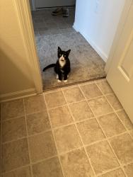Reunited Male Cat last seen London St , Menasha, WI 54952