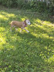 Reunited Female Dog last seen Neal drive and Falster, Alexandria, VA 22308