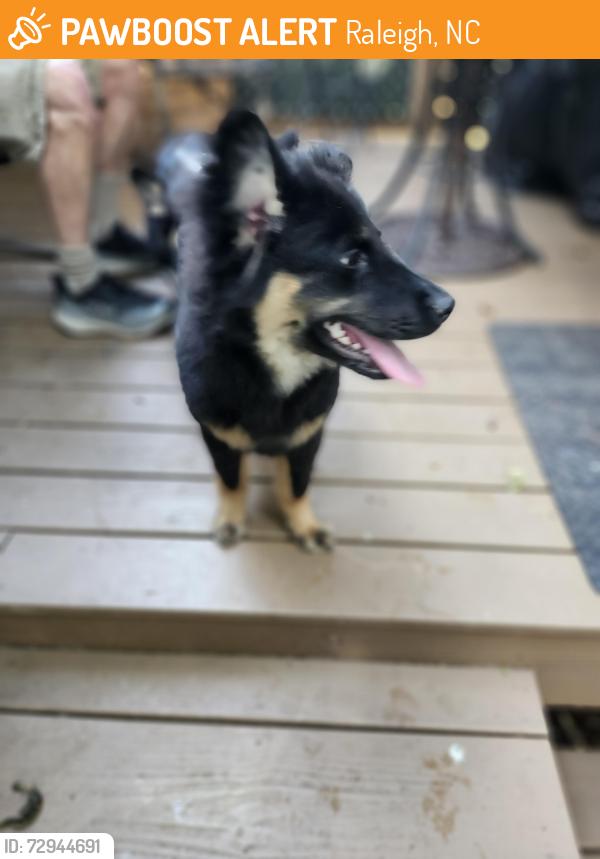 Found/Stray Female Dog last seen Millbrook and ray road, Raleigh, NC 27612