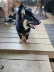 Found/Stray Female Dog last seen Millbrook and ray road, Raleigh, NC 27612