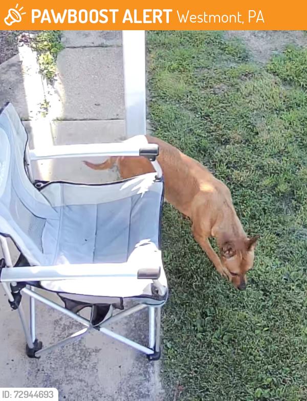 Found/Stray Unknown Dog last seen Shelburne, Farragut, Westmont, PA 15905