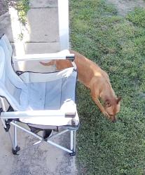 Found/Stray Unknown Dog last seen Shelburne, Farragut, Westmont, PA 15905