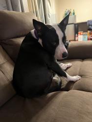 Shelter Stray Female Dog last seen Near W Pointe Loma Boulevard, San Diego, CA, 92107, San Diego, CA 92110