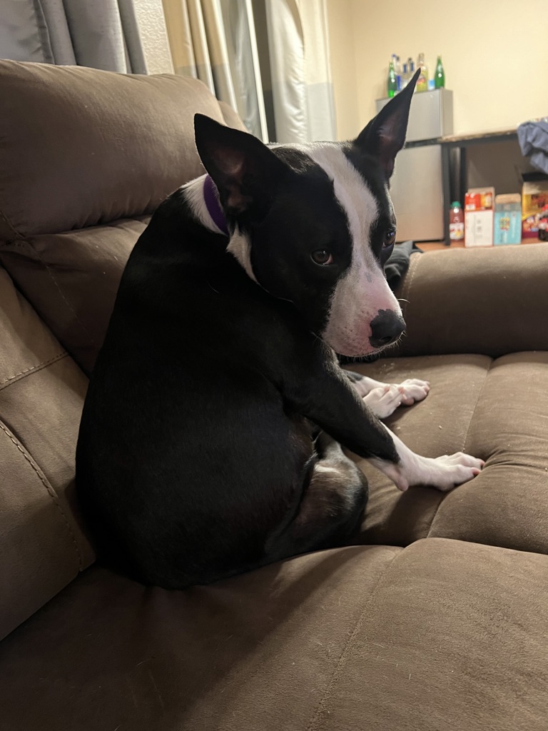 Shelter Stray Female Dog last seen Near W Pointe Loma Boulevard, San Diego, CA, 92107, San Diego, CA 92110