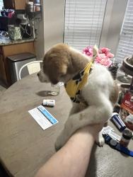 Reunited Unknown Dog last seen North village knoll circle, The Woodlands, TX 77381