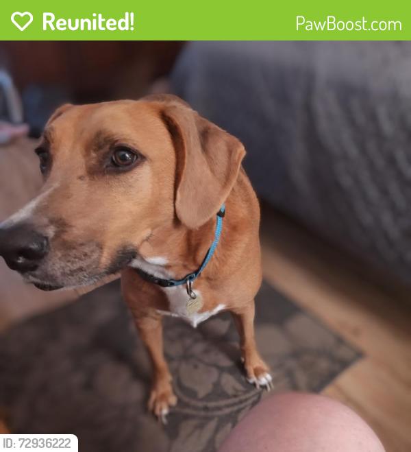 Reunited Male Dog last seen Ft. Caroline/ Caroline Crest dr., Jacksonville, FL 32225