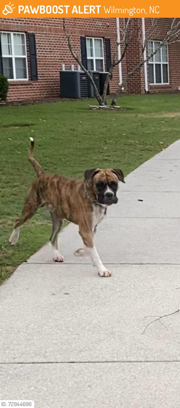 Found/Stray Male Dog last seen Retention pond behind 361 building  , Wilmington, NC 28403