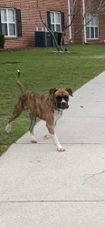 Found/Stray Male Dog last seen Retention pond behind 361 building  , Wilmington, NC 28403