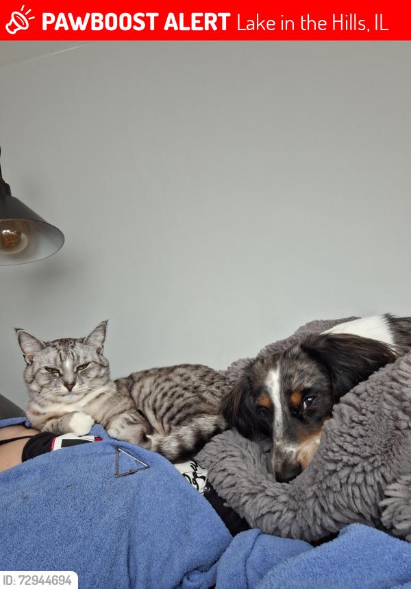 Lost Female Cat last seen Courtney Dr  Lake in the hills , Lake in the Hills, IL 60156