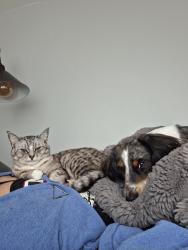 Lost Female Cat last seen Courtney Dr  Lake in the hills , Lake in the Hills, IL 60156