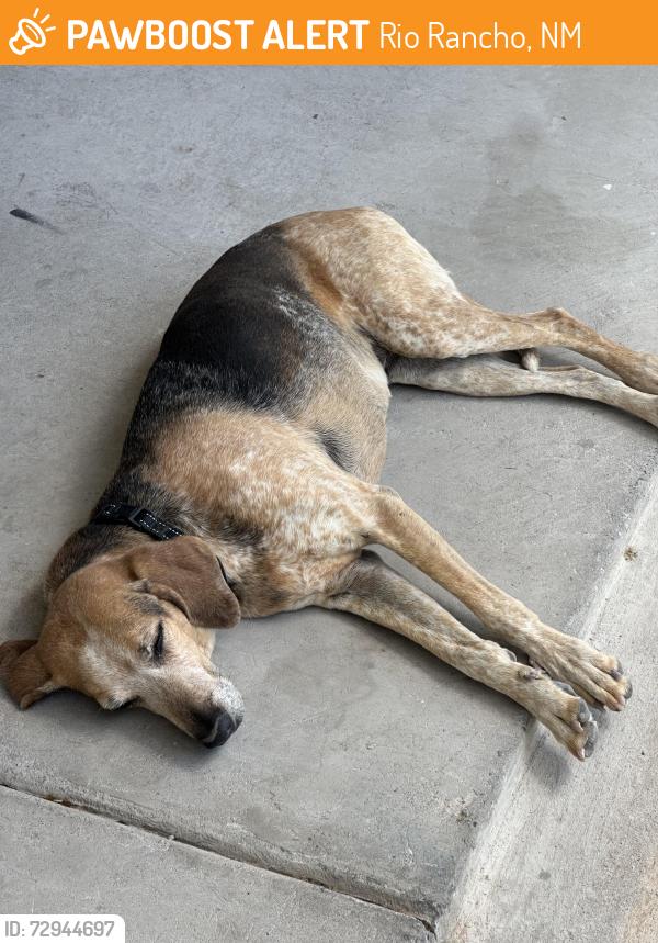 Found/Stray Unknown Dog last seen Unser and Idalia, Rio Rancho, NM 87124