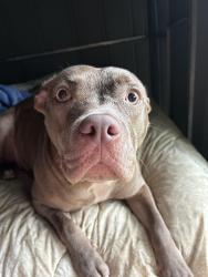 Found/Stray Female Dog last seen Oxford Drive and Coventry Drive, Columbus, GA 31904
