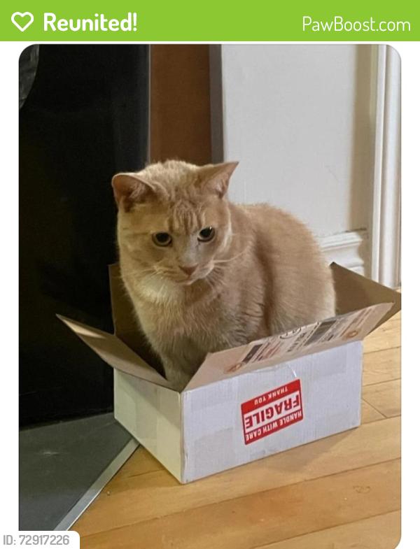Reunited Male Cat last seen Cummings/Donald or Cummings/Borthwick Ave, Ottawa, ON 