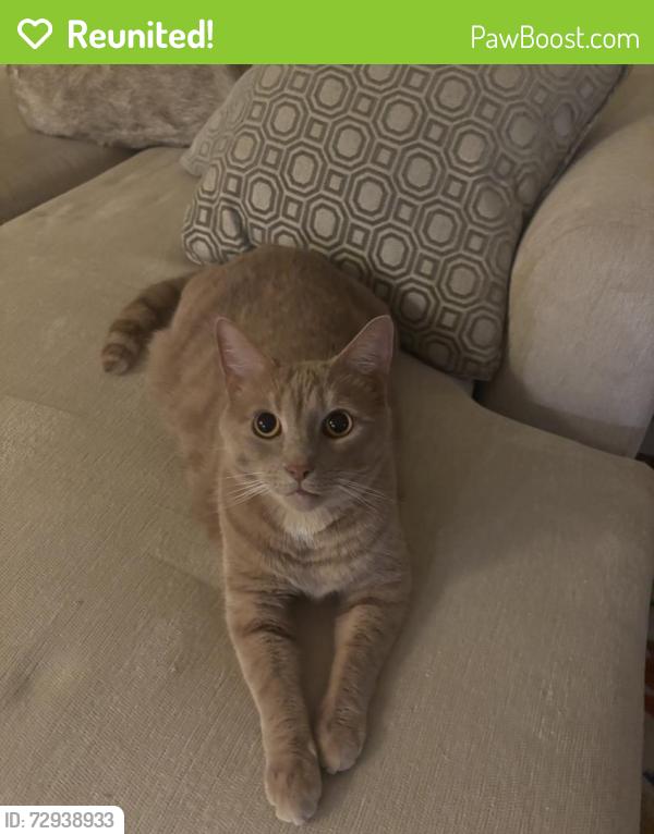 Reunited Male Cat last seen Franklin & Harvard rd, Glassboro, NJ 08028
