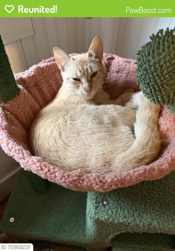 Reunited Female Cat last seen 1st Floor Parking Garage between section B and C, Windsor Locks, CT 06096