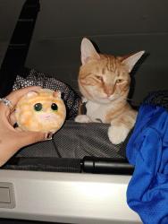Lost Male Cat last seen Near Deadwood Ave, Rapid City, SD 57702, Rapid City, SD 57702