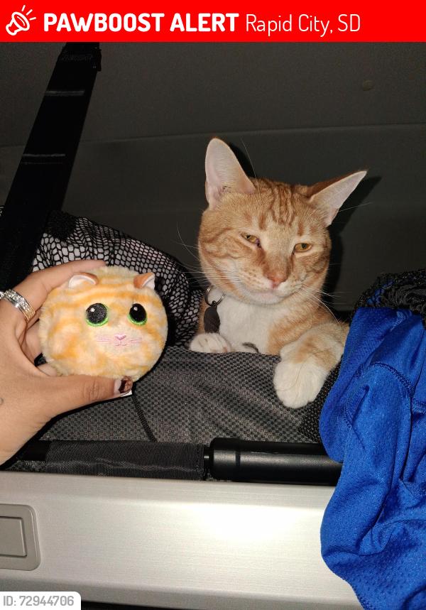 Lost Male Cat last seen Near Deadwood Ave, Rapid City, SD 57702, Rapid City, SD 57702