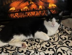 Lost Male Cat last seen Highway 377, Pilot Point, Texas, Pilot Point, TX 76258