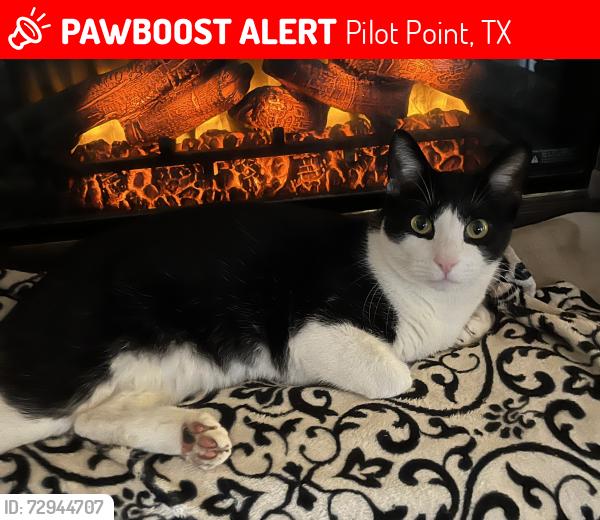 Lost Male Cat last seen Highway 377, Pilot Point, Texas, Pilot Point, TX 76258