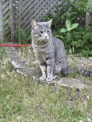 Found/Stray Male Cat last seen Dresden ridge, Rockford, IL 61103
