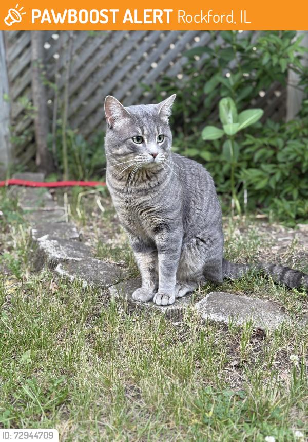 Found/Stray Male Cat last seen Dresden ridge, Rockford, IL 61103