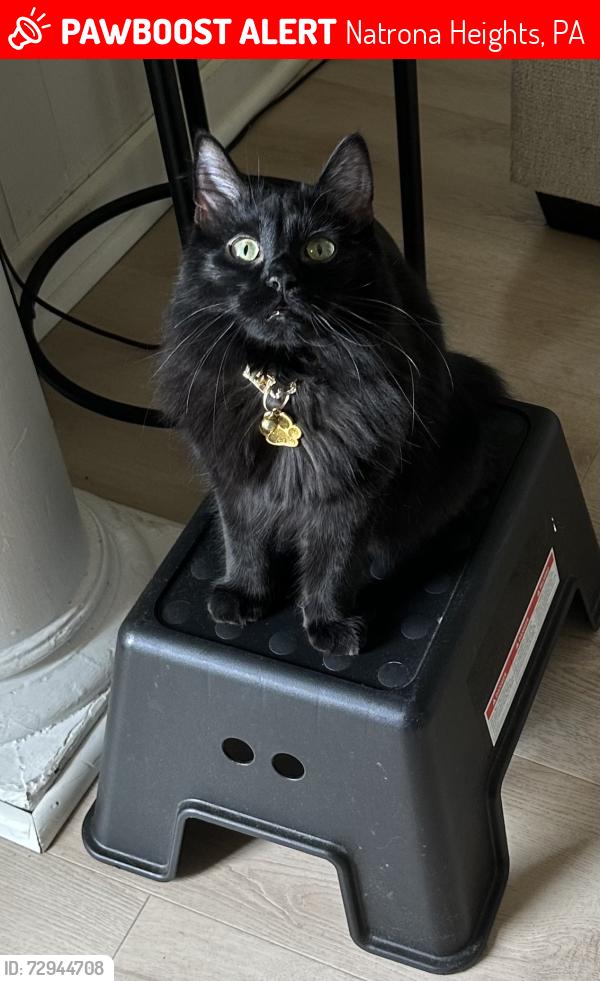 Lost Male Cat last seen Near Pond st Natrona heights Pa 15065, Natrona Heights, PA 15065