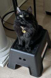 Lost Male Cat last seen Near Pond st Natrona heights Pa 15065, Natrona Heights, PA 15065