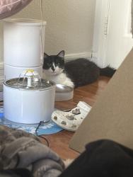 Reunited Female Cat last seen W 28th Street, Los Angeles, CA 90731
