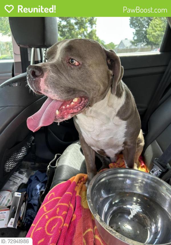 Reunited Unknown Dog last seen Torchwood and Beacon, Wilmington, NC 28411