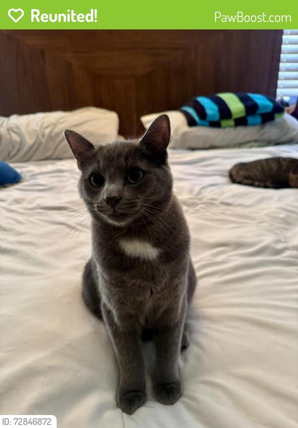 Reunited Male Cat last seen Birchwood Park behind Brick twp Highschool, Brick Township, NJ 08723