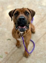 Shelter Stray Female Dog last seen CHARLOTTE, Charlotte, NC 28217