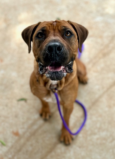 Shelter Stray Female Dog last seen CHARLOTTE, 8315 Byrum Dr, Charlotte, NC 28217, USA