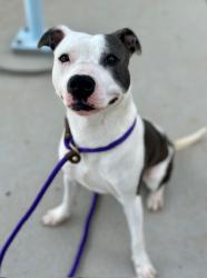 Shelter Stray Male Dog last seen CHARLOTTE, Charlotte, NC 28217