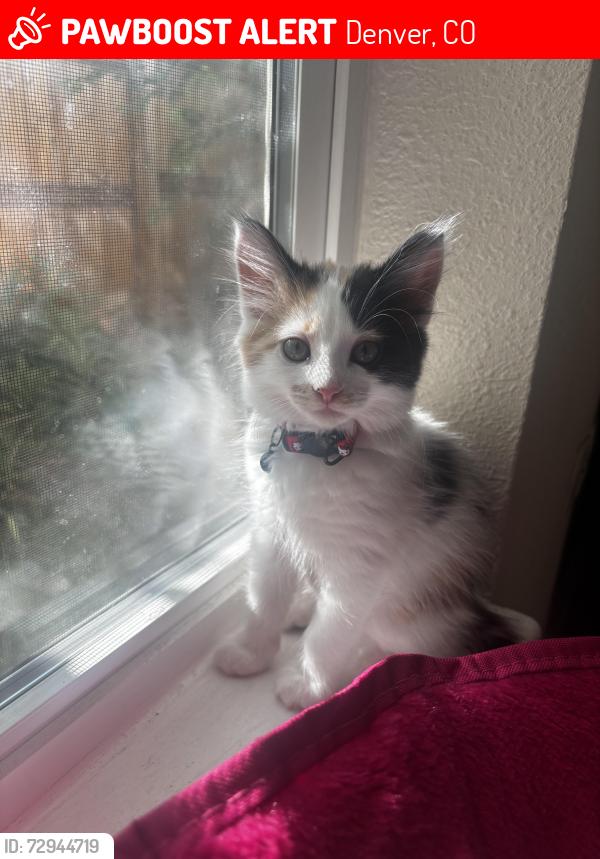 Lost Female Cat last seen 7/11, Denver, CO 80221