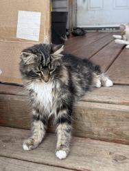 Lost Female Cat last seen phillips rd poynette wi, Columbia County, WI 53955