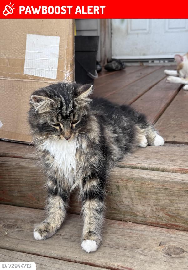 Lost Female Cat last seen phillips rd poynette wi, Columbia County, WI 53955