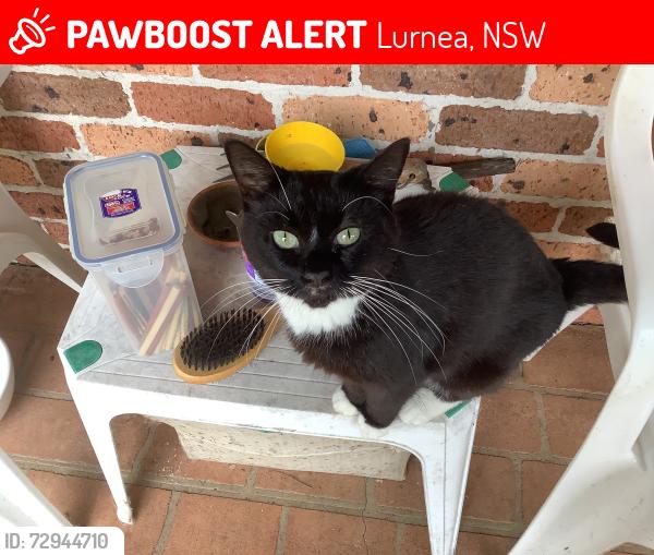 Lost Female Cat last seen Reilly Street Lurnea, Lurnea, NSW 2170