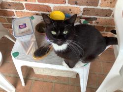 Lost Female Cat last seen Reilly Street Lurnea, Lurnea, NSW 2170
