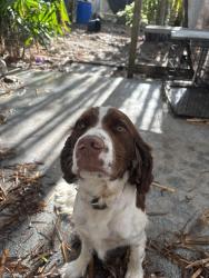 Reunited Male Dog last seen Bird road and 100th, Olympia Heights, FL 33165