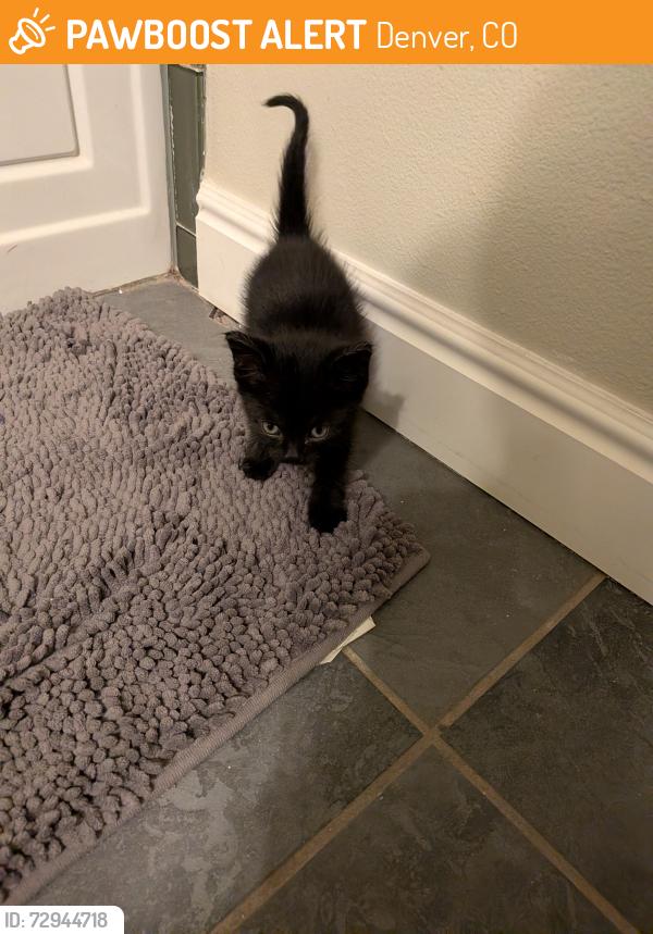 Found/Stray Unknown Cat last seen 45th and Quitman , Denver, CO 80212