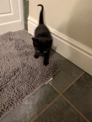 Found/Stray Unknown Cat last seen 45th and Quitman , Denver, CO 80212