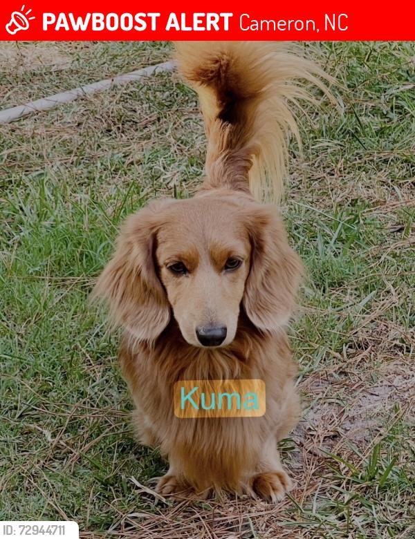 Lost Male Dog last seen Ponderosa Rd, Calvary Church Rd, Milton Welch Rd, Aloha Zoo, Cameron, NC 28326