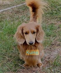 Lost Male Dog last seen Ponderosa Rd, Calvary Church Rd, Milton Welch Rd, Aloha Zoo, Cameron, NC 28326
