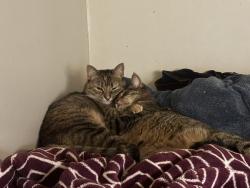 Reunited Female Cat last seen Rte 9w, Selkirk, NY 12158