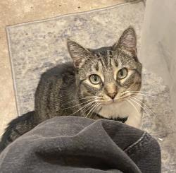 Reunited Female Cat last seen 8th Avenue & Broad Street, Newark, NJ 07104